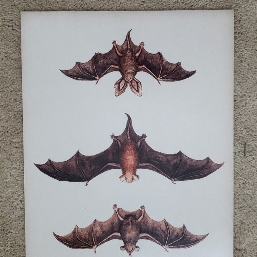 Vintage Bat Print 11x14